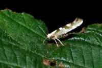 Argyresthia pygmaeella