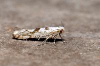 Argyresthia sorbiella