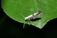 Argyresthia semifusca/spinosella