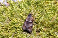 Dasystoma salicella