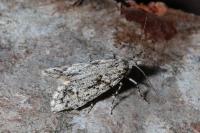 Diurnea fagella