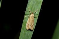 Diurnea lipsiella