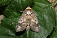 Cossus cossus
