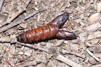 Cossus cossus