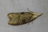 Anchinia daphnella