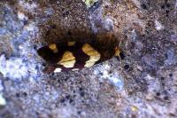 Lampronia rupella