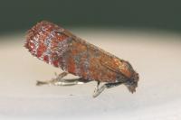 Argyroploce arbutella