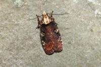 Agonopterix liturosa