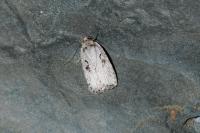 Agonopterix ocellana