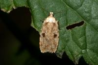 Agonopterix