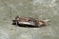 Semioscopis oculella