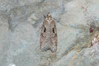 Semioscopis steinkellneriana