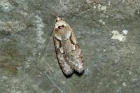 Semioscopis steinkellneriana