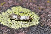 Enolmis acanthella