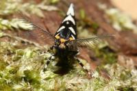 Euplocamus anthracinalis