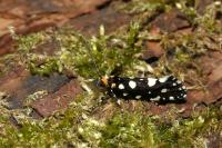 Euplocamus anthracinalis
