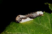 Monopis monachella