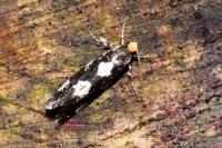Triaxomera fulvimitrella