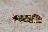Triaxomera parasitella