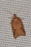 Acleris shepherdana
