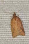 Acleris shepherdana