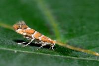 Cameraria ohridella