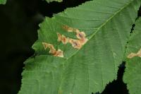 Cameraria ohridella