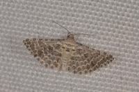 Alucita grammodactyla