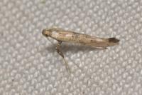 Caloptilia populetorum