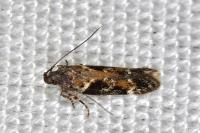 Caryocolum tricolorellum