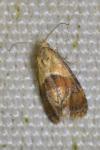 Cochylidia rupicola