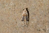 Altenia scriptella
