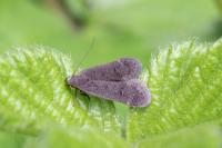 Anacampsis timidella