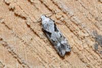 Caryocolum blandellum