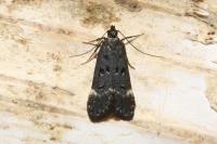 Dichomeris alacella