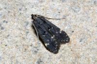 Dichomeris alacella