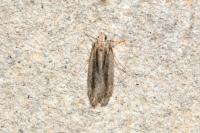 Mirificarma mulinella