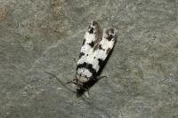 Pseudotelphusa scalella