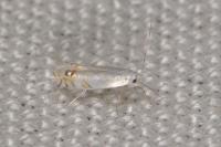 Leucoptera spartifoliella