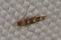 Macrosaccus robiniella