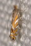 Macrosaccus robiniella