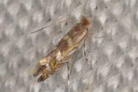 Macrosaccus robiniella