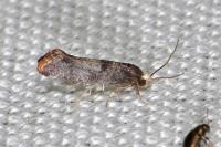 Swammerdamia pyrella