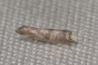 Swammerdamia pyrella