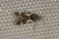 Teleiodes luculella