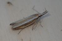 Pleurota aristella