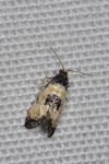Neocochylis dubitana