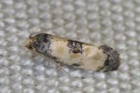 Neocochylis dubitana