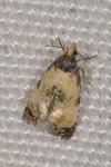 Neocochylis dubitana