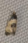 Neocochylis dubitana